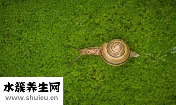 拔丝山药怎么做