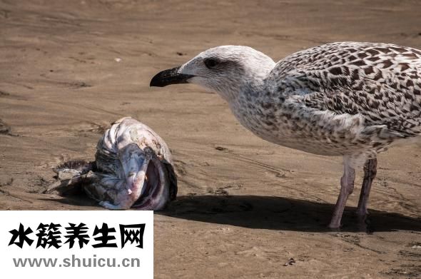 天麻炖鱼头