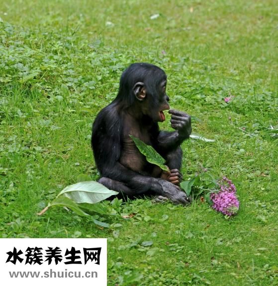 婴幼儿预防针一览表