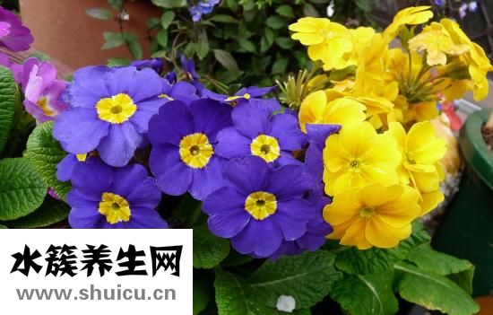 月见草油丸