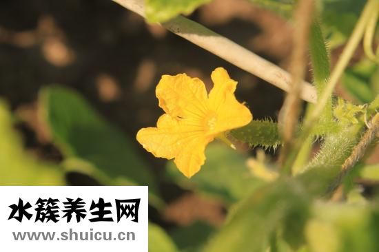 新版痛风特效药