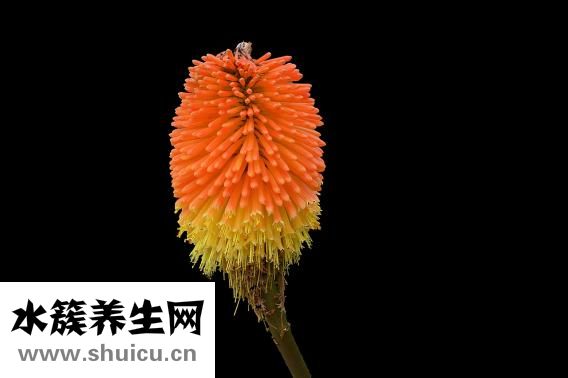 泡疹自己怎么治疗