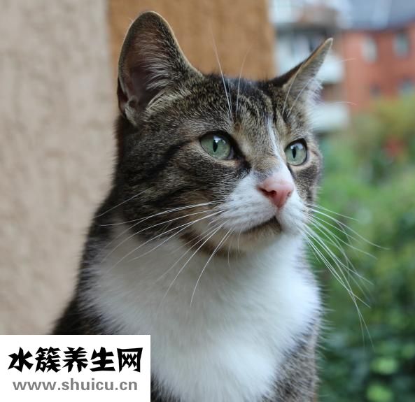 鹌鹑蛋的家常做法