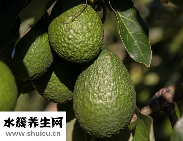 薏仁的功效与作用