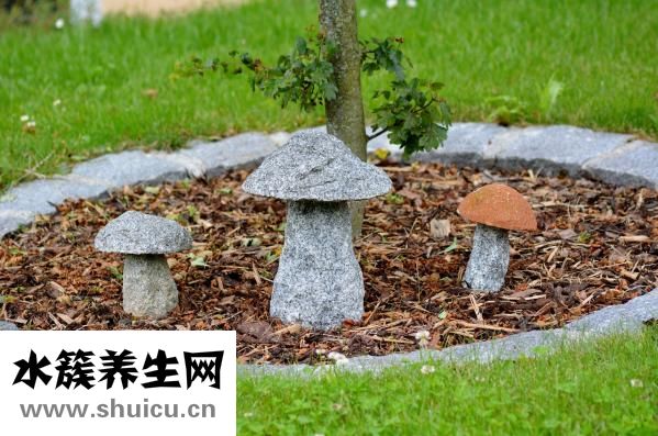 沙糖桔上火吗