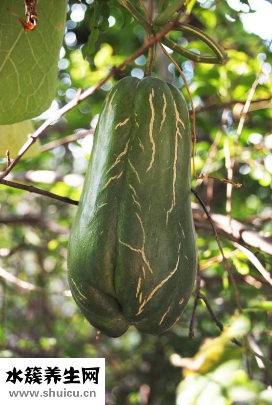香辣下饭菜