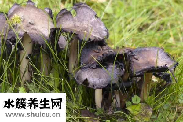 野生铁皮石斛