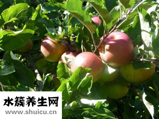 晚饭后吃苹果好吗