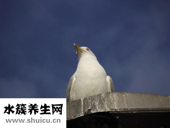 阿斯美胶囊
