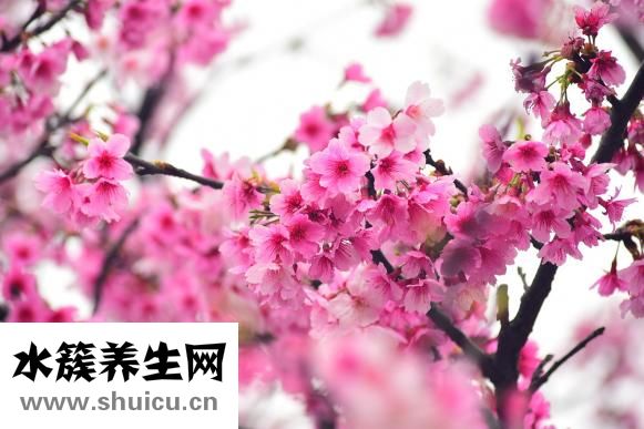 樱花有什么作用