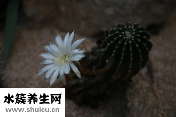 双肺小结节