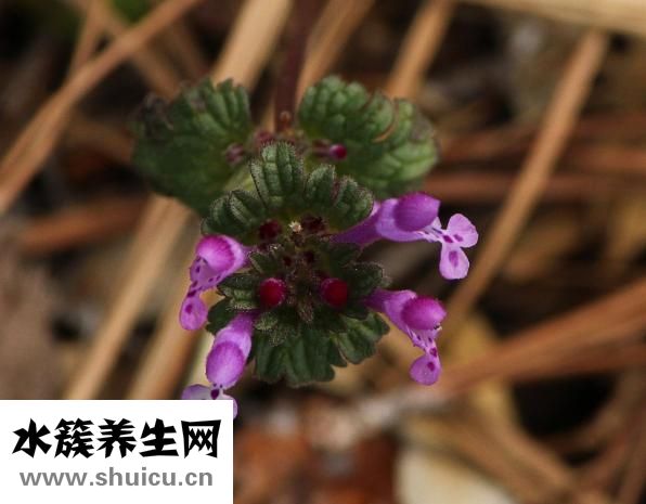 孕妇能吃芦笋吗