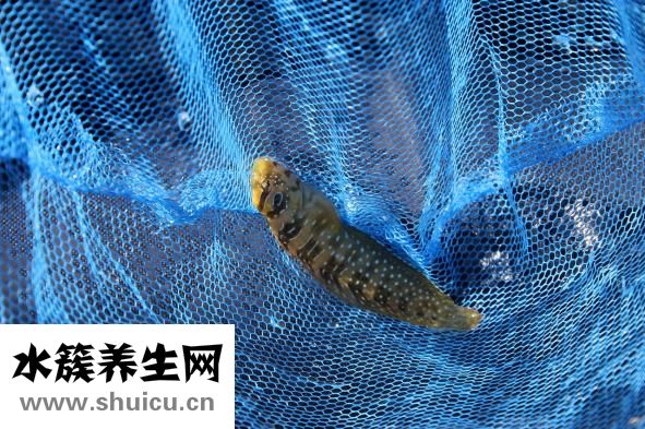 水煮耗儿鱼