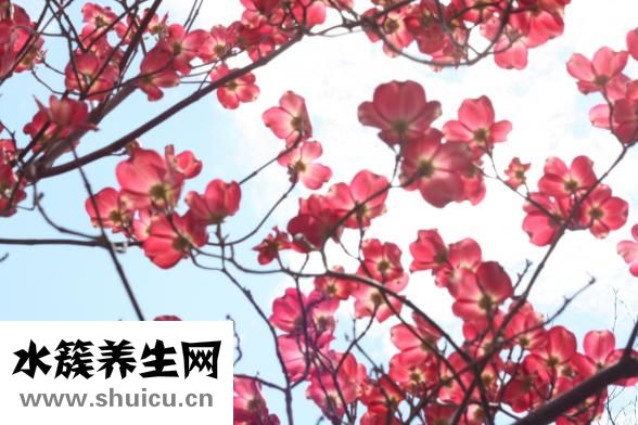 樱花有什么作用