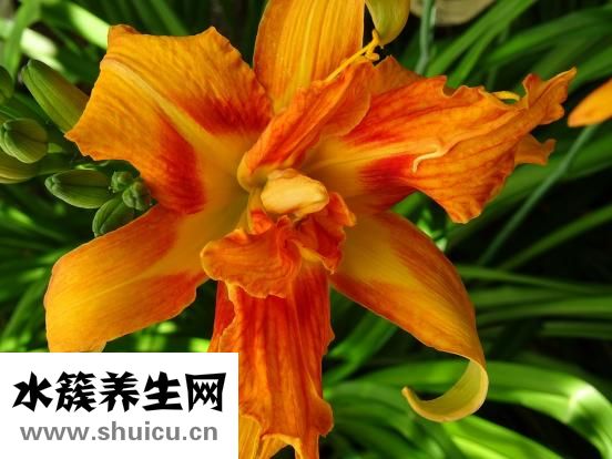 雪耳莲子百合糖水