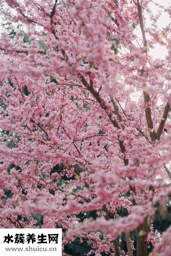 樱花有什么作用