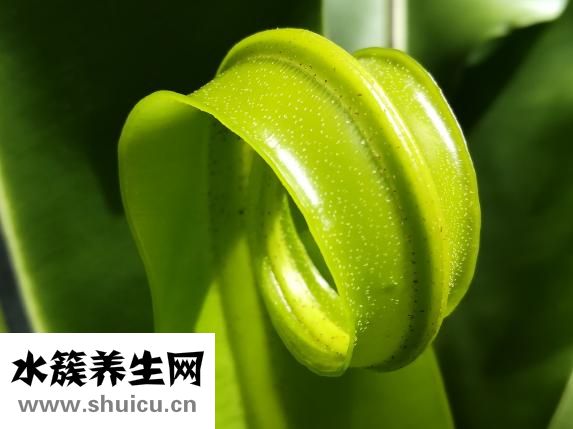 紫外线强度