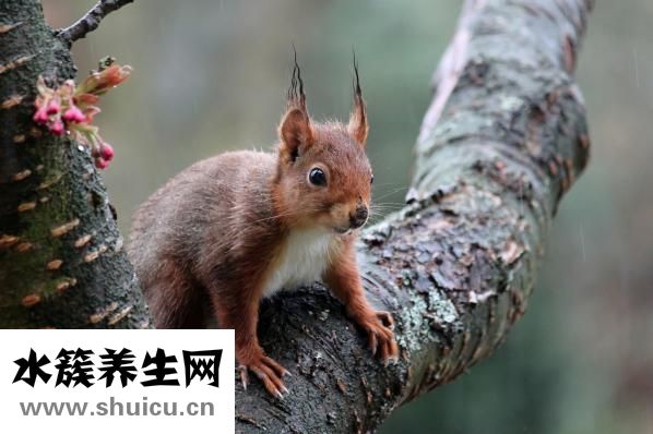 山楂糕的做法