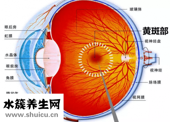 视网膜效应