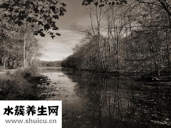 西兰花卡路里