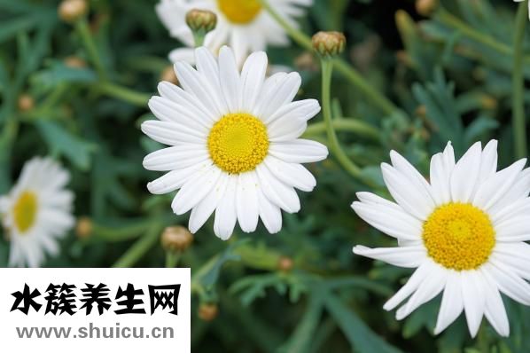 瘿瘤是什么病