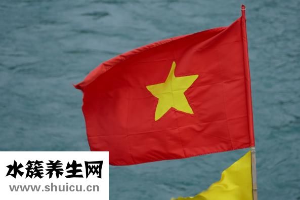 柳叶的作用与功效