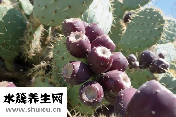 生山药可以吃吗