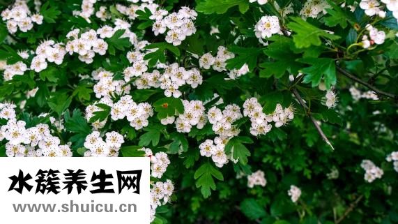 血糖高能吃山楂吗