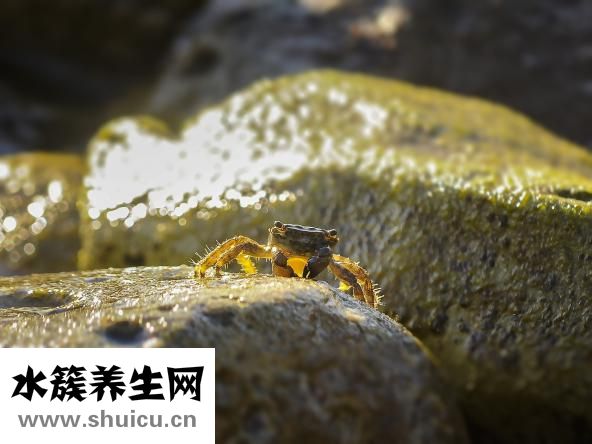 瘿瘤是什么病