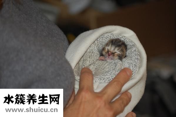 鸦胆子油乳