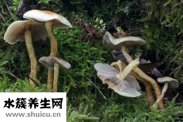 真武汤的配方