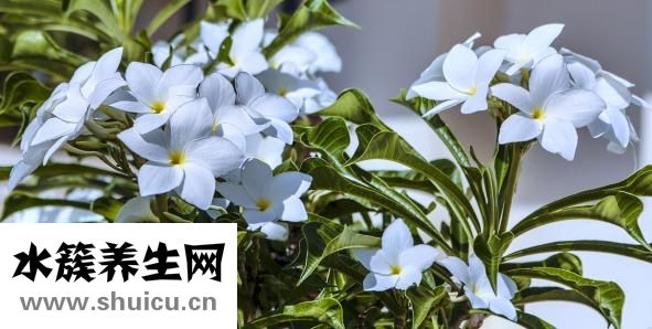 茉莉的功效与作用