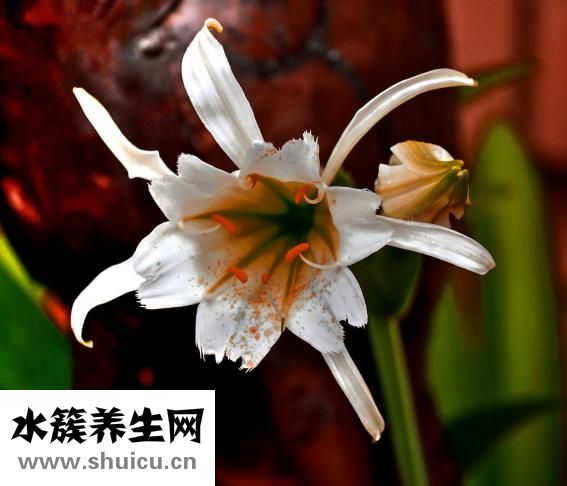 茉莉的功效与作用