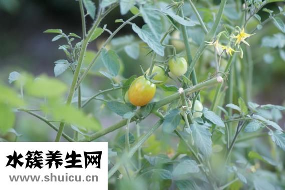 真武汤的配方