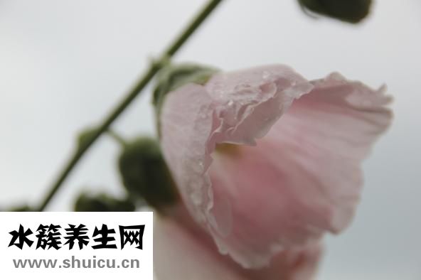 天葵子图片