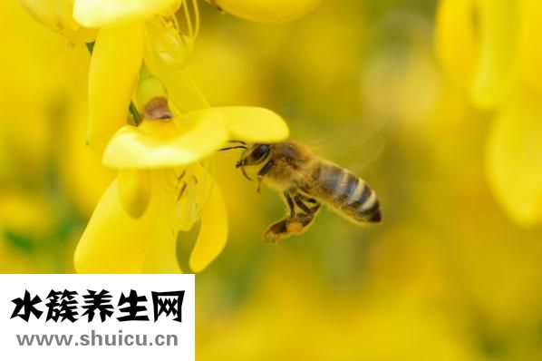 生姜擦脸能祛斑吗