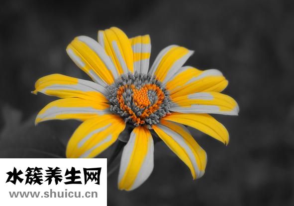 菊花长什么样子