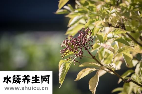 油菜花儿黄
