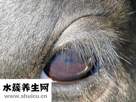 眼结膜下出血
