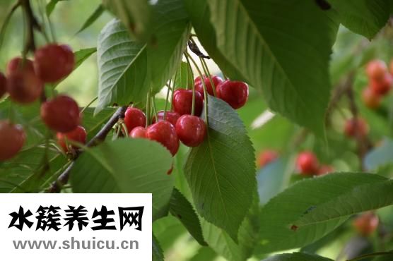 蒜苗是发物吗