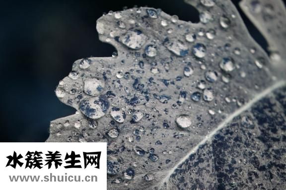 天葵子图片