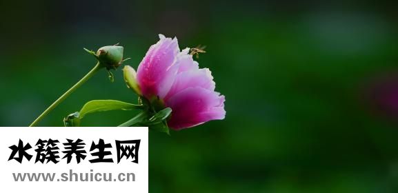 芍药的别名
