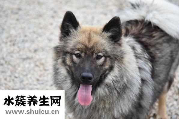舌头上长泡怎么办