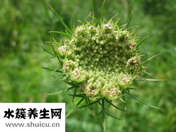 胡萝卜怎么切片