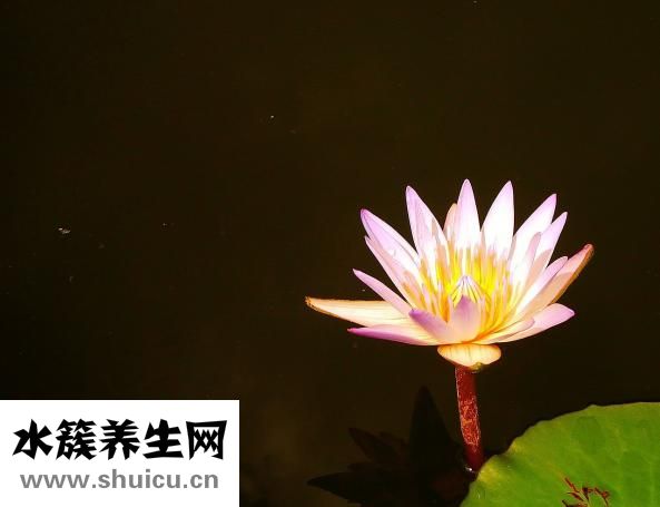 荷花是莲花吗