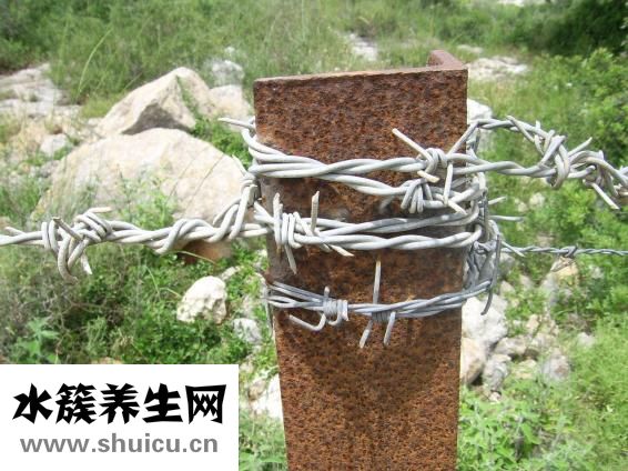 铁皮石斛粉怎么吃？正确方法是关键
