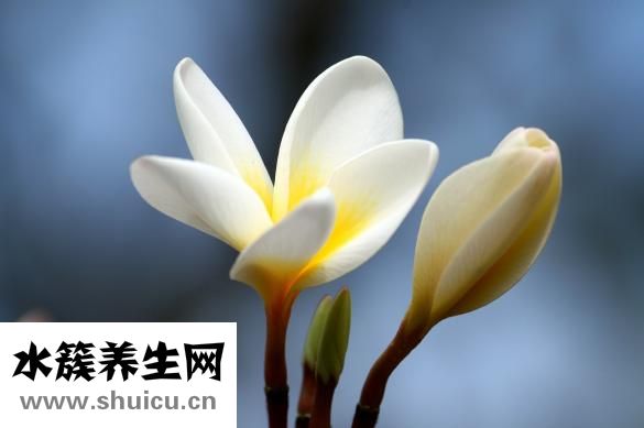 素馨花图片