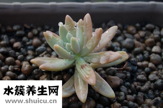 鳕鱼怎么清蒸