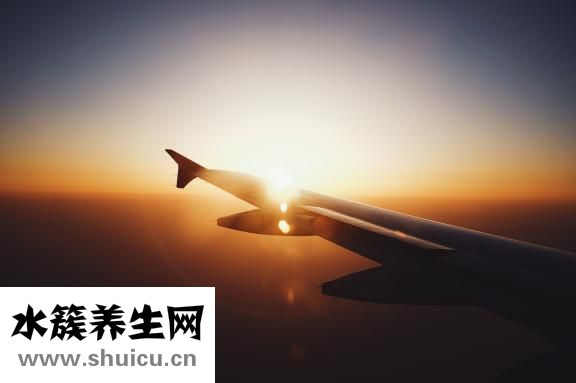 鱼腥草怎么种植
