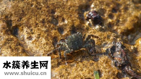 细胞免疫疗法
